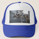 Search for labrador hats Puppy