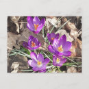 Search for purple crocus postcards Botanical