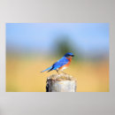 Search for swallows photography Wildlife