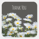 Search for chamomile flowers stickers Daisies