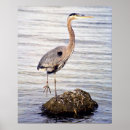 Search for wading bird Florida