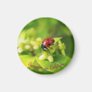 Search for bug pictures magnets Ladybug