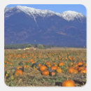 Search for flathead stickers Kalispell
