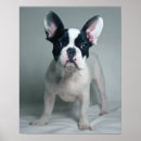 Search for baby bedroom posters Cute animals