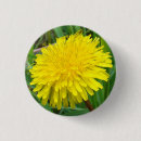 Search for dandelion badges Yellow flowers