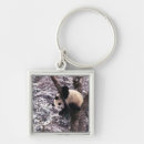 Search for snow covered tree Bear