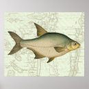 Search for freshwater fish posters River