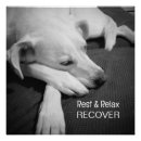 Search for pooch photography Black and white