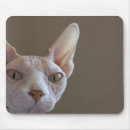 Search for hairless mousepads Sphynx