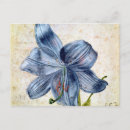 Search for study postcards Durer