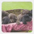 Search for labrador retriever puppy stickers Animal