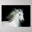 Search for breed posters Stallion