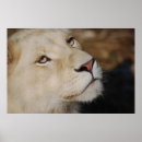 Search for gentleness posters Nature