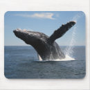 Search for humpback mousepads Mammal