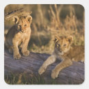 Search for masai mara stickers Lincoln peak