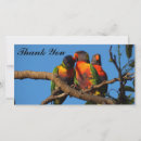Search for australian bird cards Lorikeet