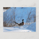 Search for pheasant postcards Snow