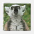 Search for ring tailed magnets Lemur