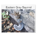 Search for gray squirrel Eastern
