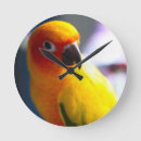 Search for conures art Cute