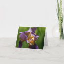Search for bearded iris cards Purple