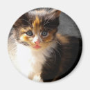 Search for skittles Cat