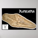 Search for dinosaur fossil posters Skull