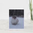 Search for ragdoll cat cards Kitty