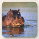 Search for hippos barware African