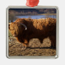 Search for scottish highland cow christmas tree decorations Bull