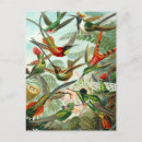 Search for haeckel postcards Kunstformen der natur