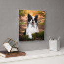 Search for border collie clocks Canine