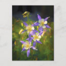 Search for columbine postcards Aquilegia caerulea