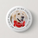 Search for birthday cat badges Pet