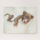 Search for bull terrier puzzles Cute