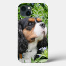 Search for tri colour iphone cases Pet