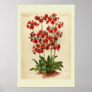 Search for primula posters Flowers