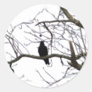 Search for the crow stickers Bird