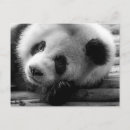 Search for panda bear postcards Sichuan province