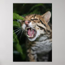 Search for snarling posters Cat