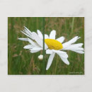 Search for snail mail Daisy