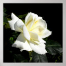 Search for hybrid tea rose posters Flower