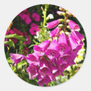 Search for foxglove flowers stickers Nature