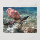 Search for snorkelling postcards Nature