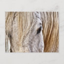 Search for barn postcards Animal