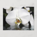 Search for white orchid postcards Orchids
