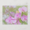 Search for sweet pea flowers postcards Pink
