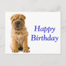 Search for chinese shar pei postcards Happy birthday