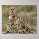 Search for jubatus posters Nature