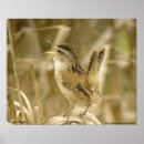 Search for marsh posters Wildlife